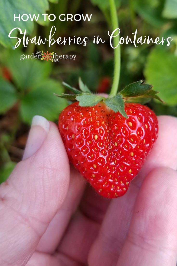 Strawberries in Containers