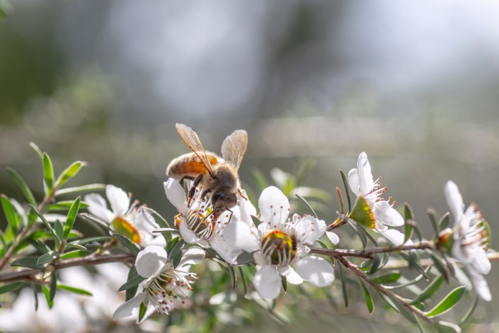 bee pollinating a manuka plant