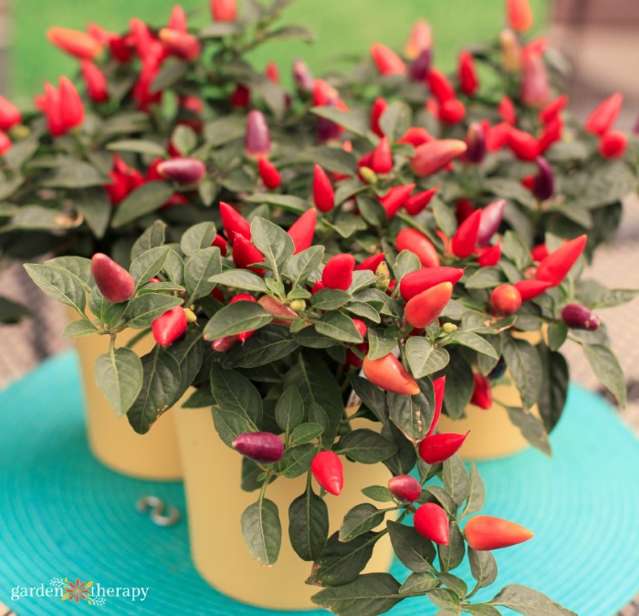 Capiscum Pepper Hot Burrito in pots