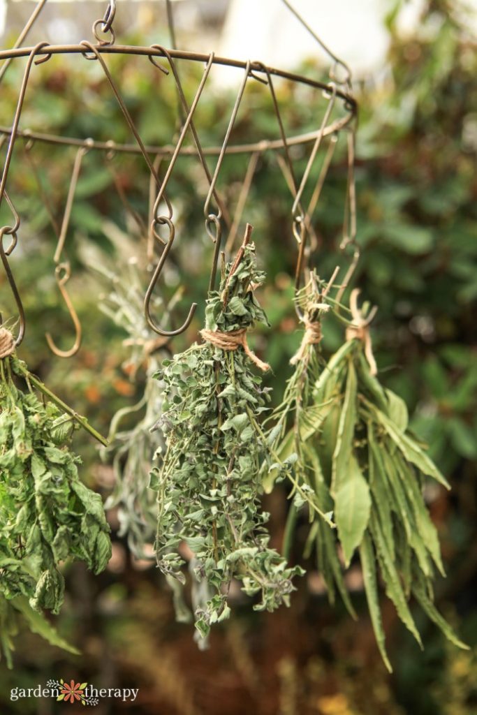 Dried oregano in a hanging rack