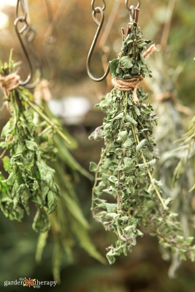 Oregano hanging from a drying rack