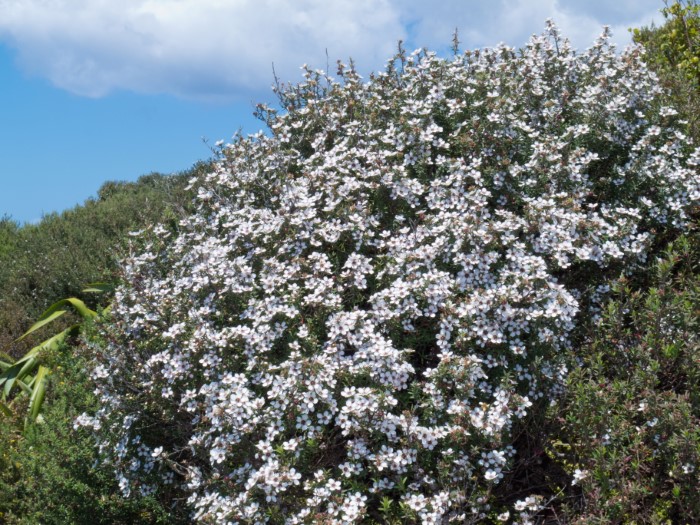 manuka honey shrub with flowers