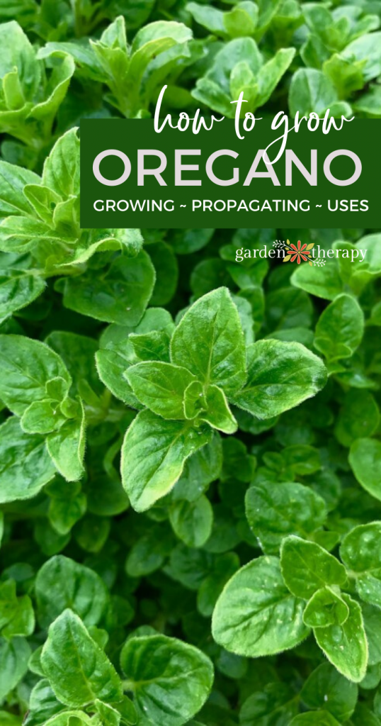 oregano plant