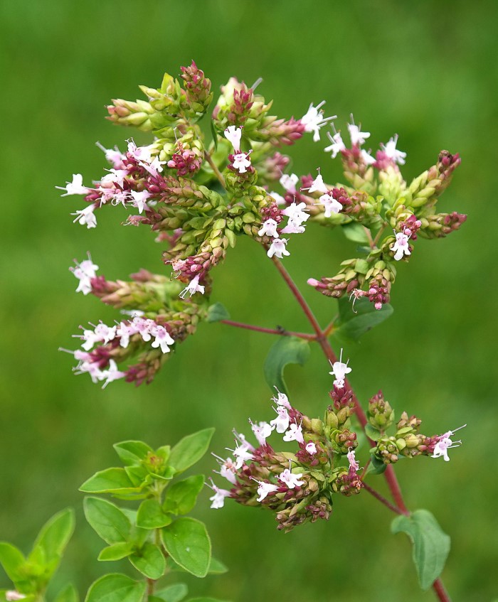 Oregano plant flowering