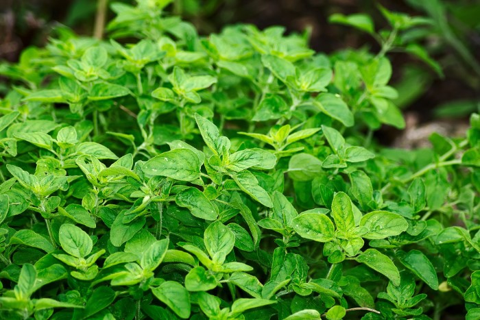 Oregano Ground Cover - Origanum vulgare 'humile' creeping oregano.