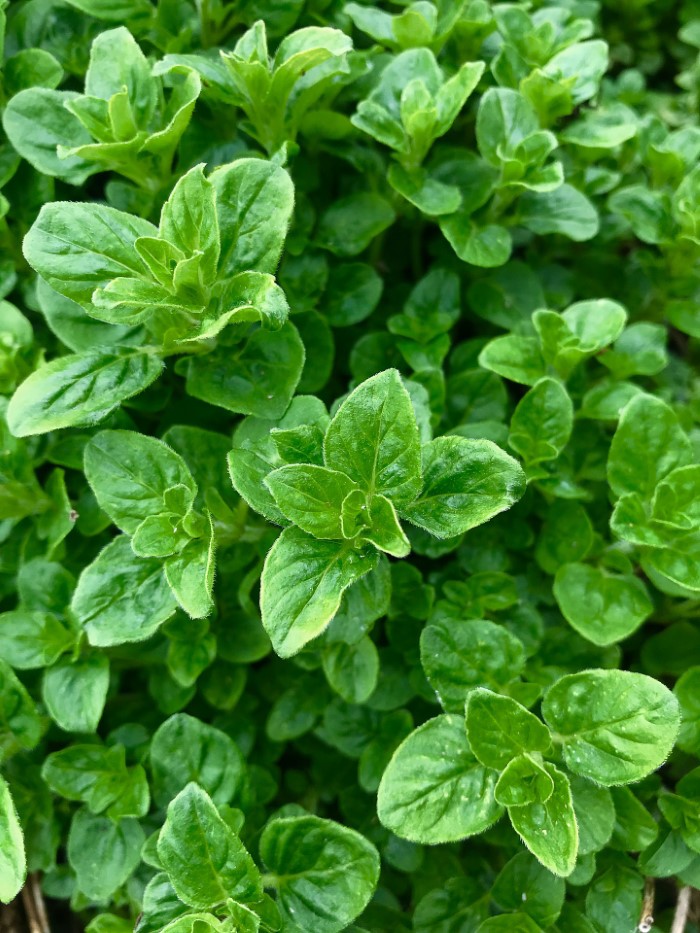 Oregano plant with bright green leaves