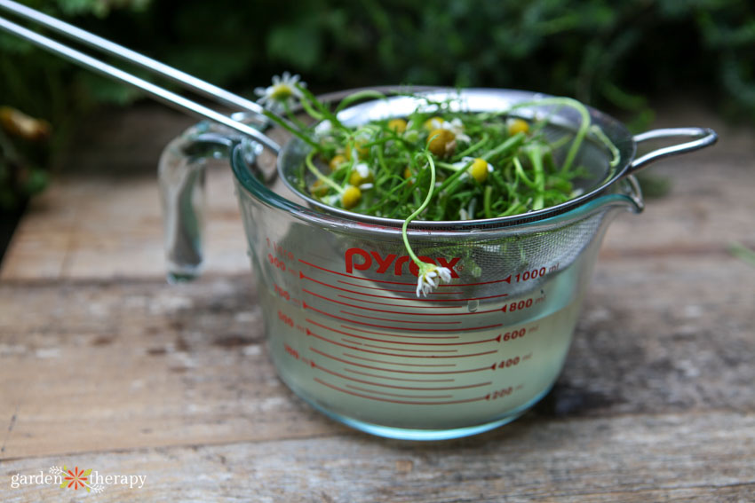 antifungal spray being made with fresh chamomile