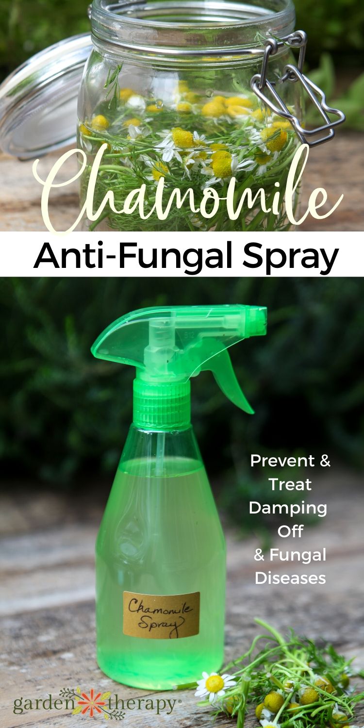 Chamomile Anti-Fungal Garden Spray