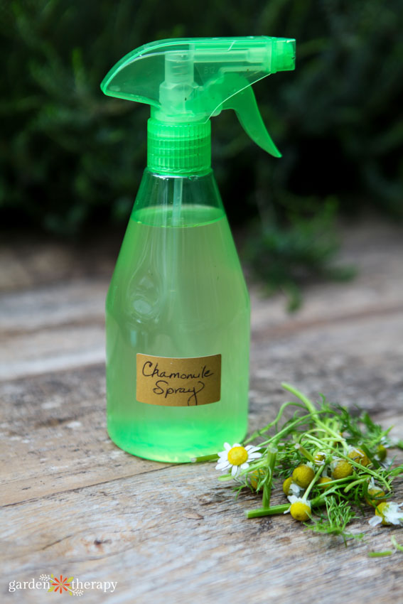 diy chamomile spray to prevent damping off in a glass bottle