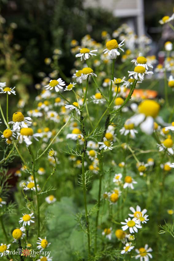 Fresh chamomile plant growing in garden