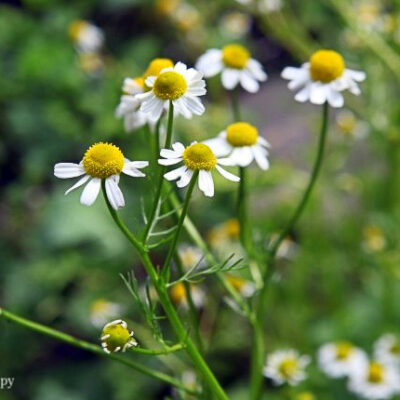 Chamomile in Garden