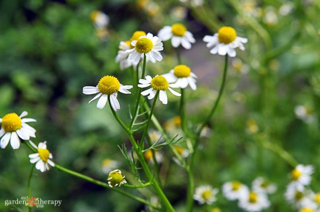 Chamomile is an ideal plant for a meditation garden