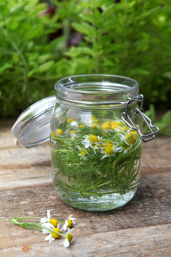 Fungicide for plants steeping with chamomile