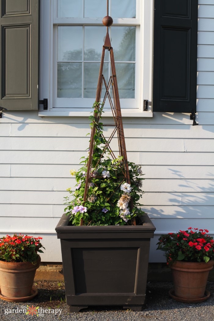 Container garden rose plant support trellis