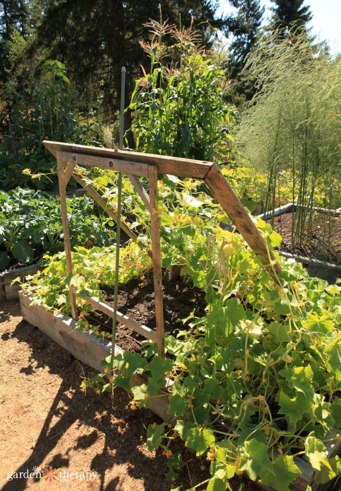 Cucumber Trellis Support Structure