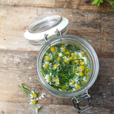 Container of chamomile seeping to create a fungicide for plants