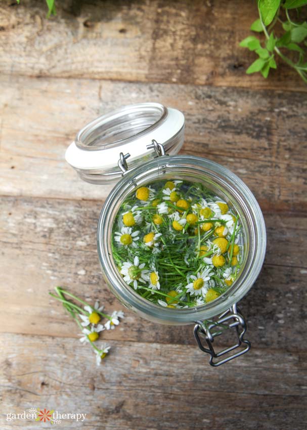 Container of chamomile seeping to create a fungicide for plants