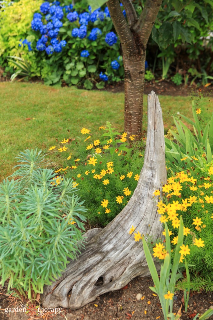 Driftwood in the garden