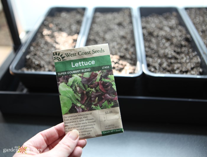 Growing Lettuce Microgreens