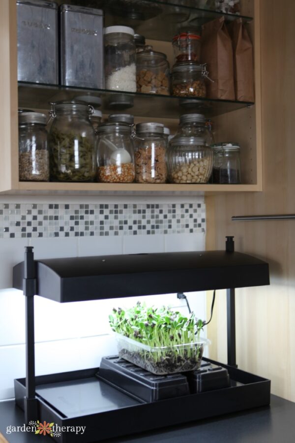 Do Grow Lights for Indoor Plants Work? (And Are They Worth It?)