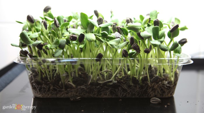 Harvesting Sunflower Microgreens