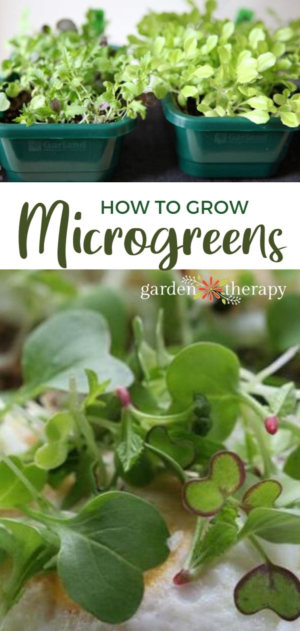 How To Grow Microgreens + What To Do With Them - Garden Therapy