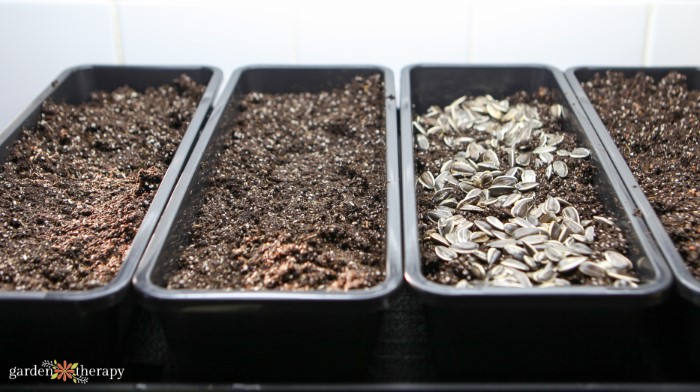 How to Grow Microgreens in trays