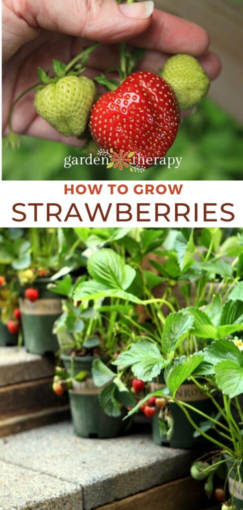 pinterest graphic for growing strawberries