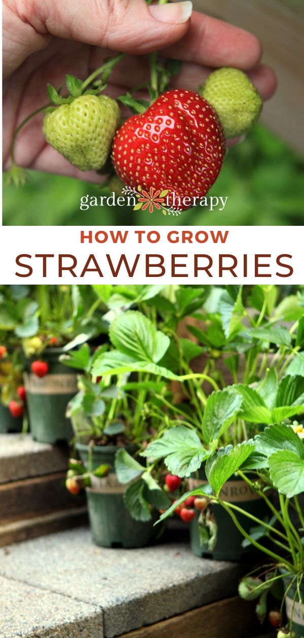 Growing Strawberries Everything You Need to Know Garden Therapy