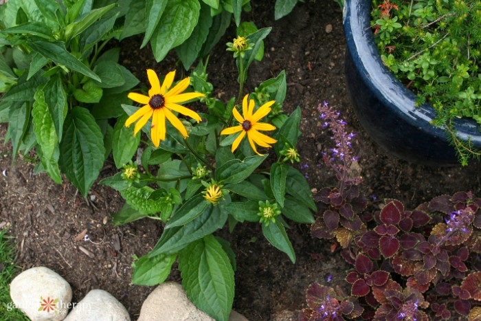 Miniature black eyed susan rudbeckia from seed