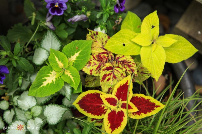 Mixed Coleus