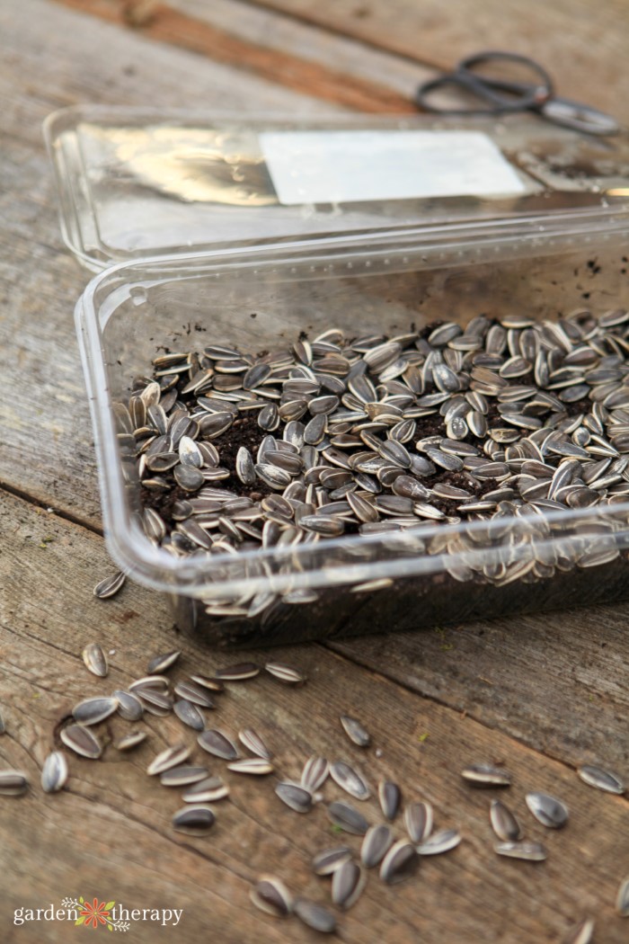 Planting Sunflower Microgreens in a Salad box