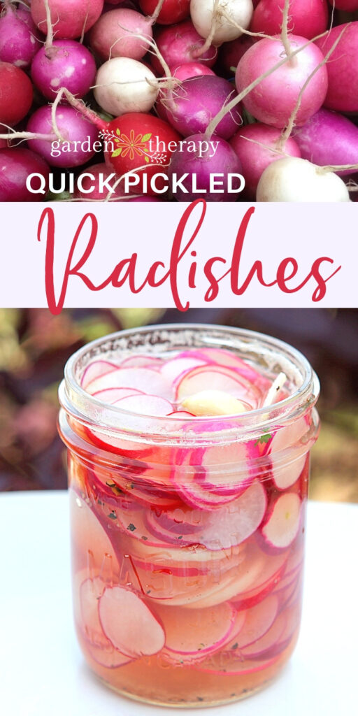 QUICK Pickled Radishes