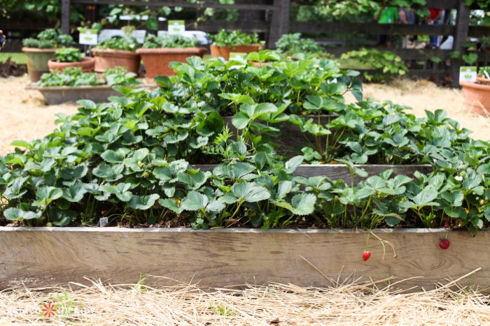 Raised Strawberry Planter