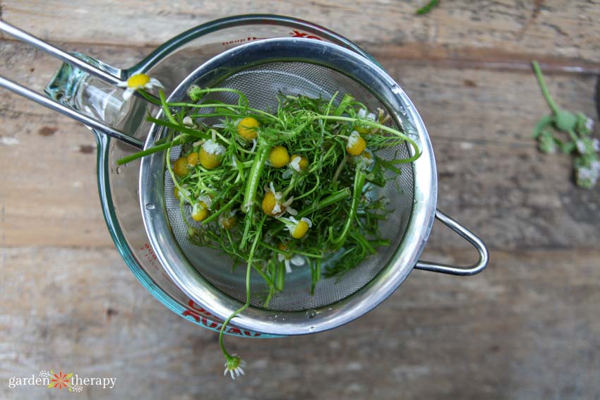 Chamomile being strained out of a spray for damping off