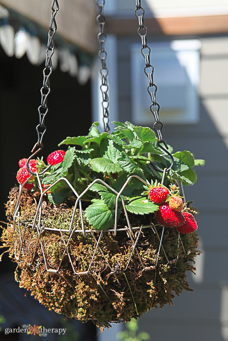 Strawberry Hanging Basket