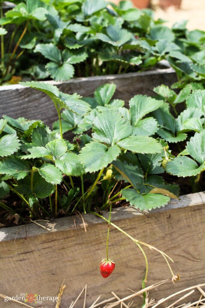 Strawberry Raised Bed Planter