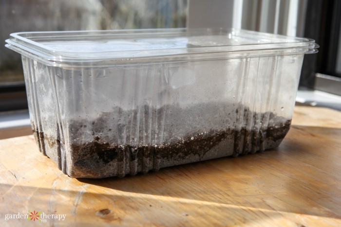 clear lettuce container with a lid and a layer of dirt and lots of condensation