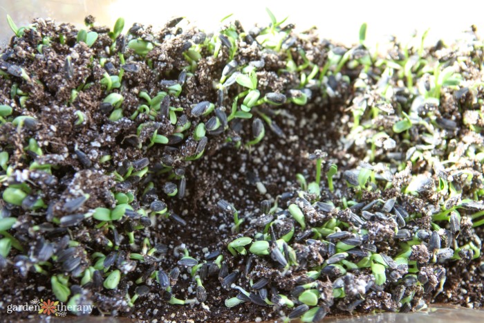 Sunflower Sprouts Day 5 side view
