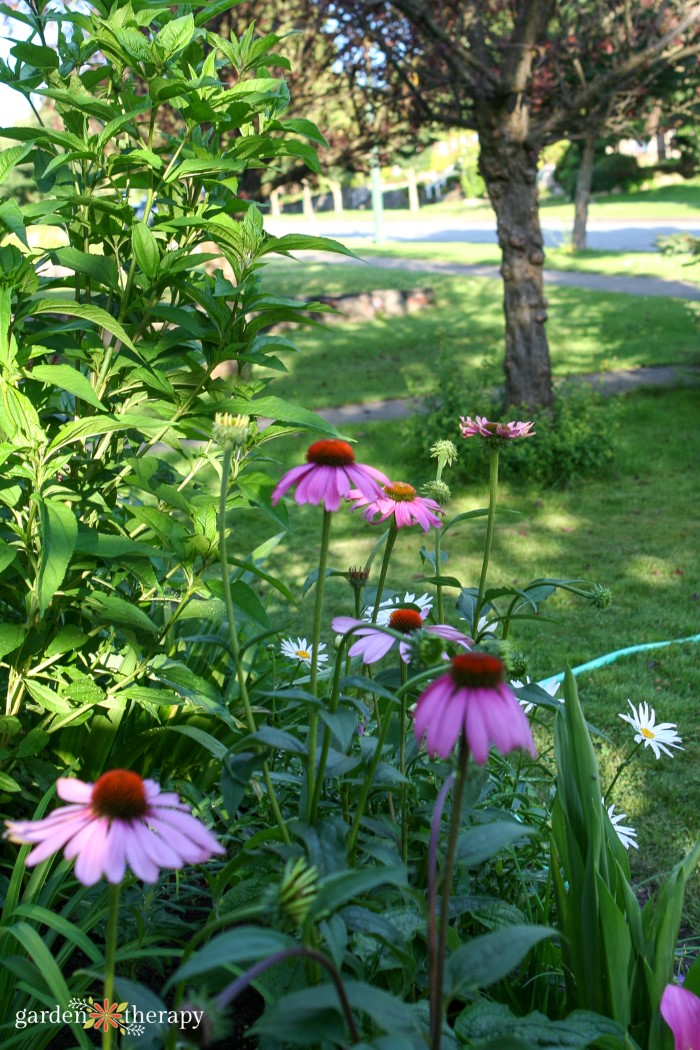 echinacea purple coneflower from seed