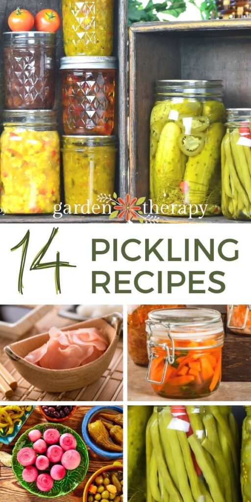 Items picked from a garden turned into pickles