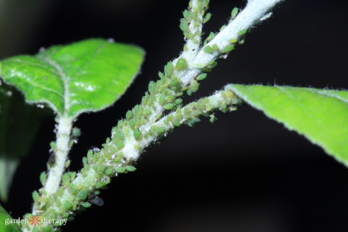 aphid infestation on a branch