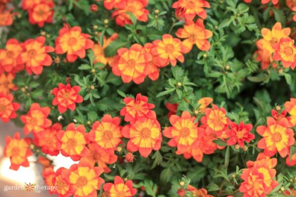 An Easy Care Guide for Luscious Hanging Basket Flowers - Garden Therapy