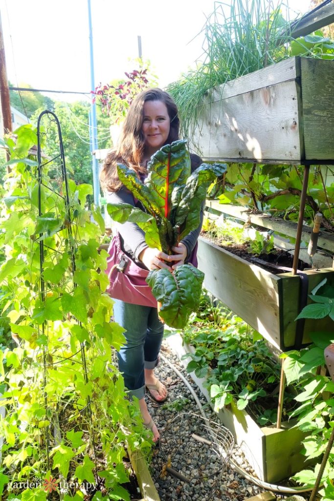 Mujer cosechando acelgas en una cama de jardín vertical