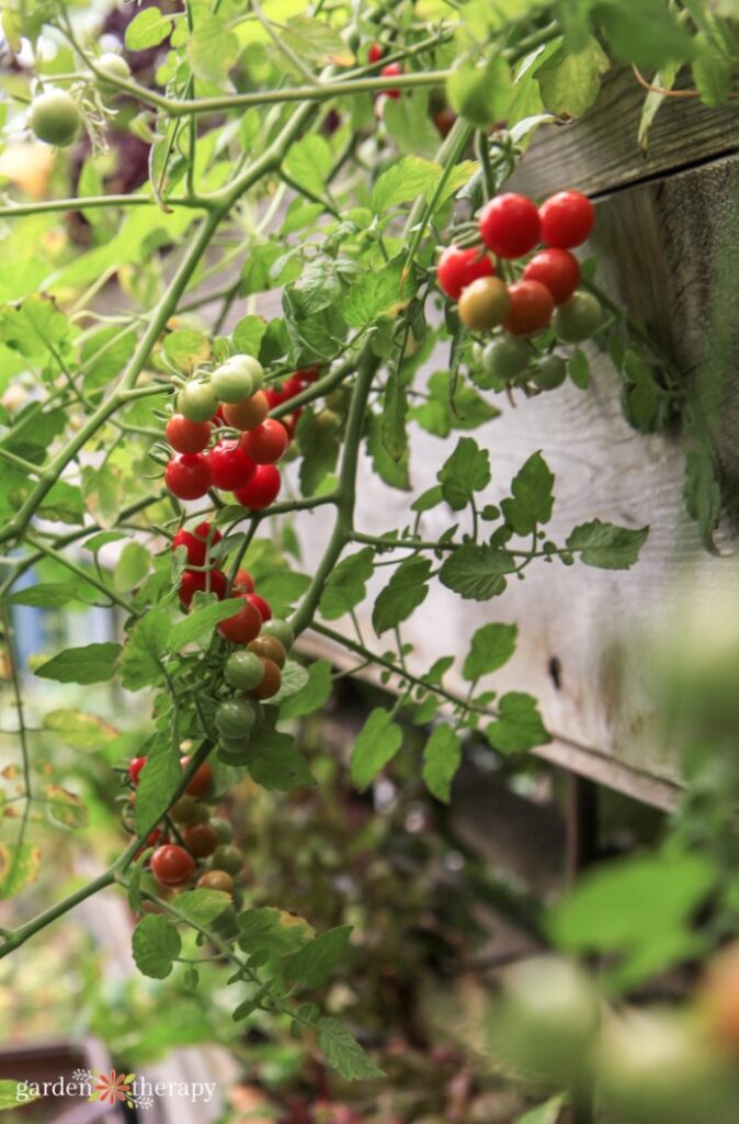 Johannisbeer-Tomatenranke, die an der Seite eines erhöhten vertikalen Gartens herunterhängt