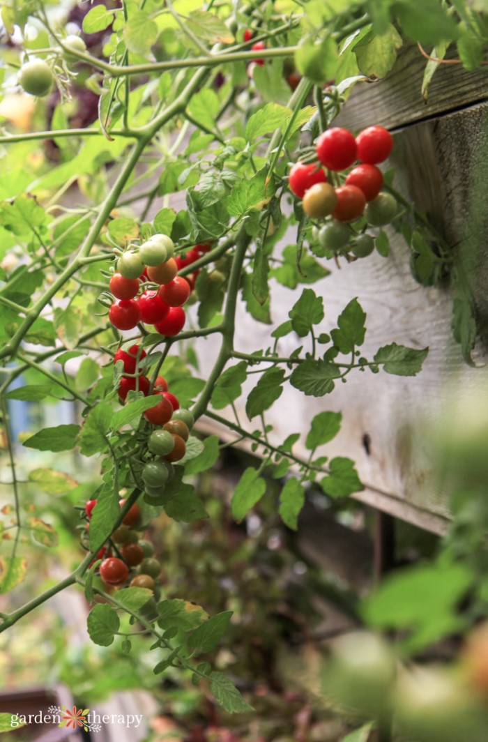 Currant tomatoes in raised beds How Far Aside to Plant Tomatoes for the Finest Yield