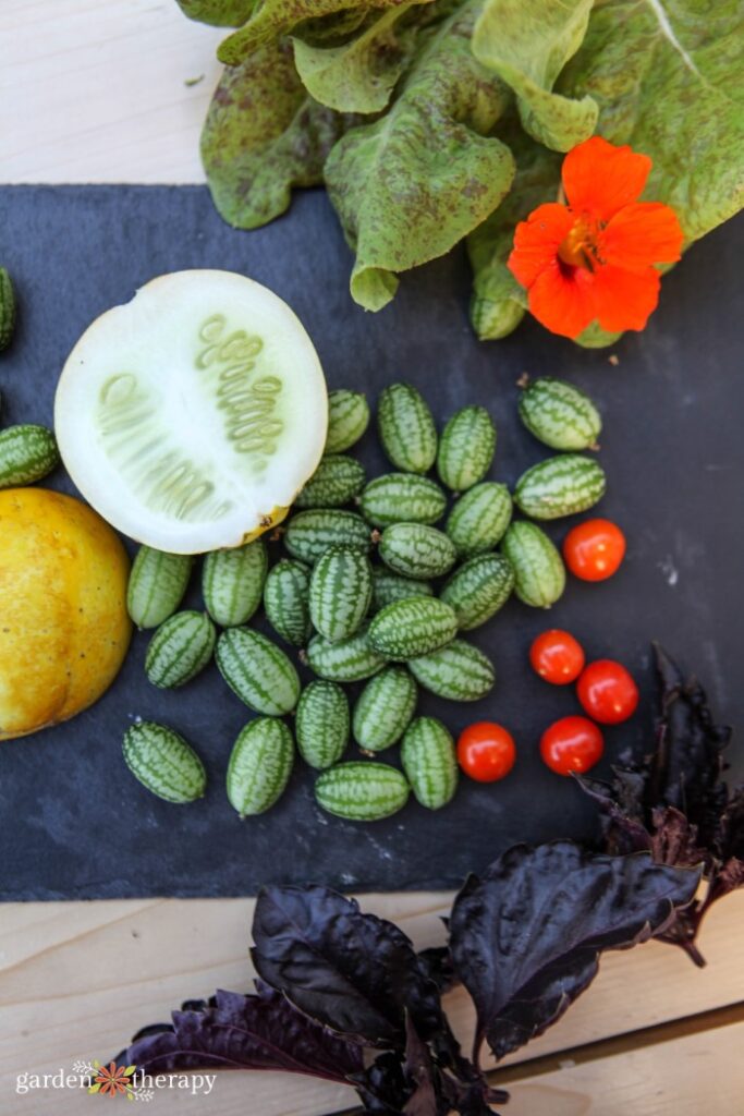 Prodotti raccolti da letti da giardino rialzati come cocomeri, fiori commestibili, peperoni e pomodorini.