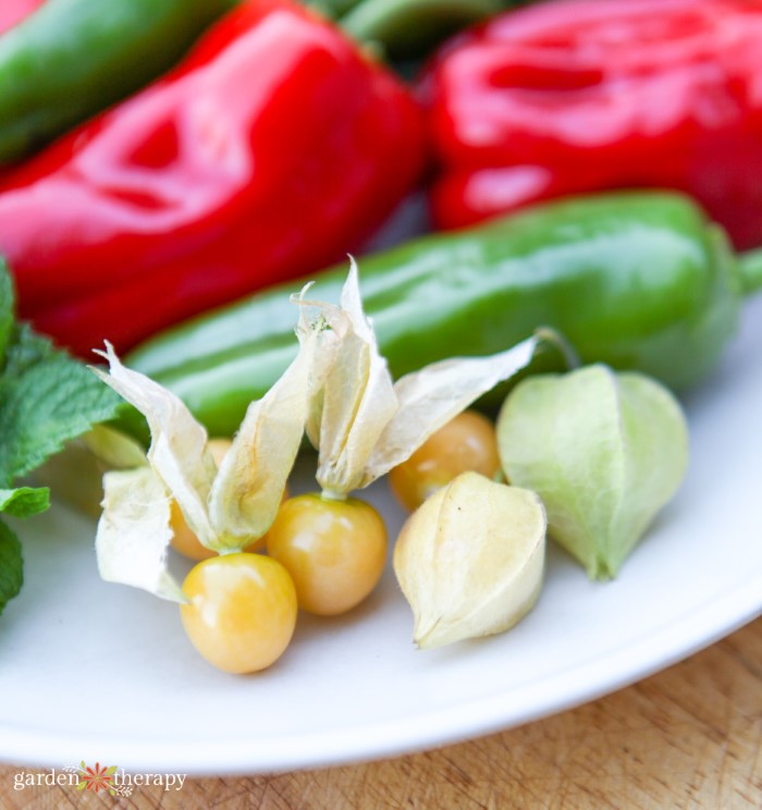 Ground cherries on a white plate with cucumbers and red bell papers