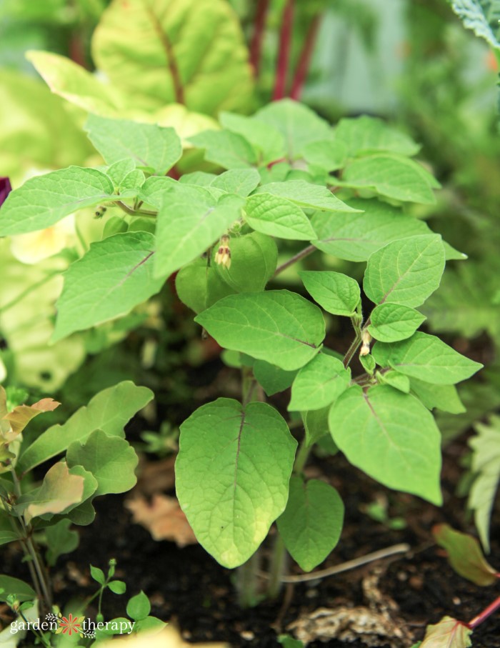 planta de cereza molida con flores y hojas verdes