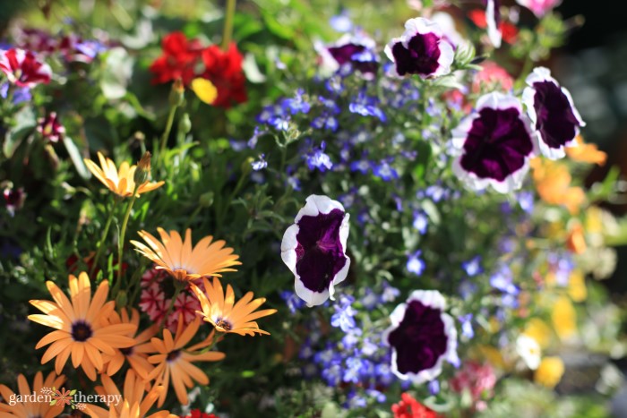 Close up of mixed flowers in purple, orange, and yellow